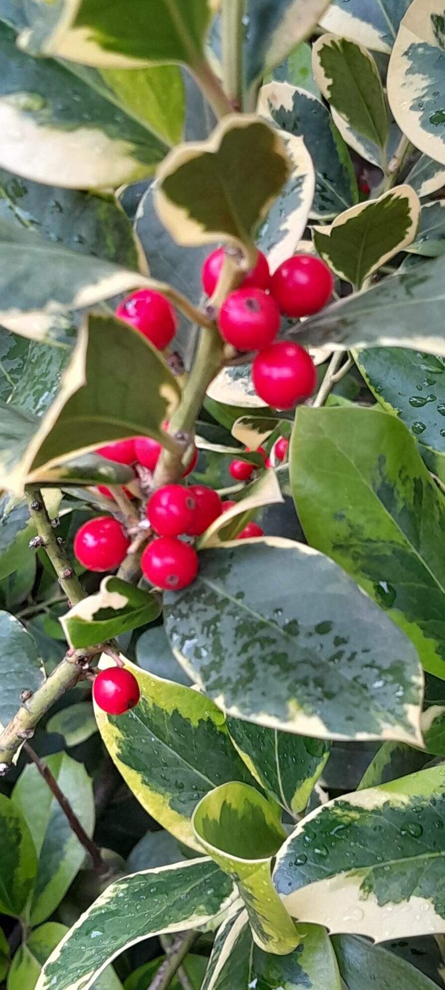 Ilex × altaclerensis fruit