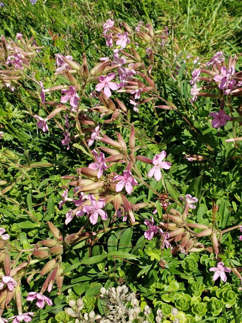 Saponaria caespitosa flower