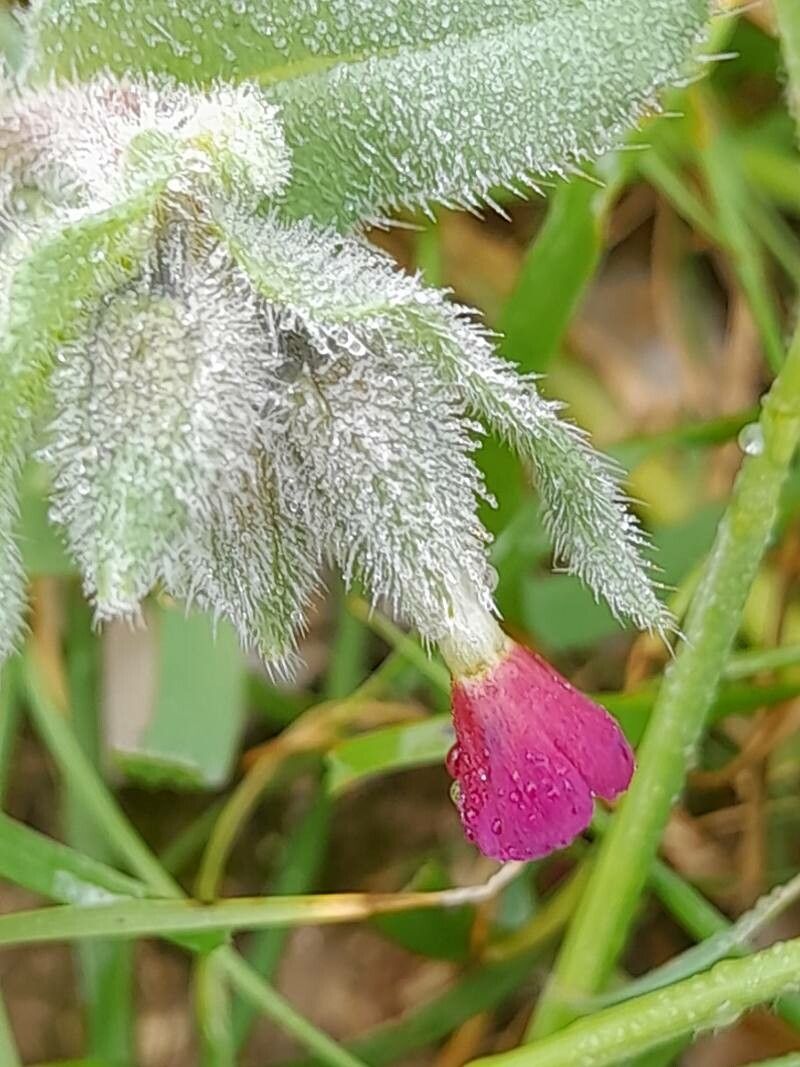 Nonea caspica flower