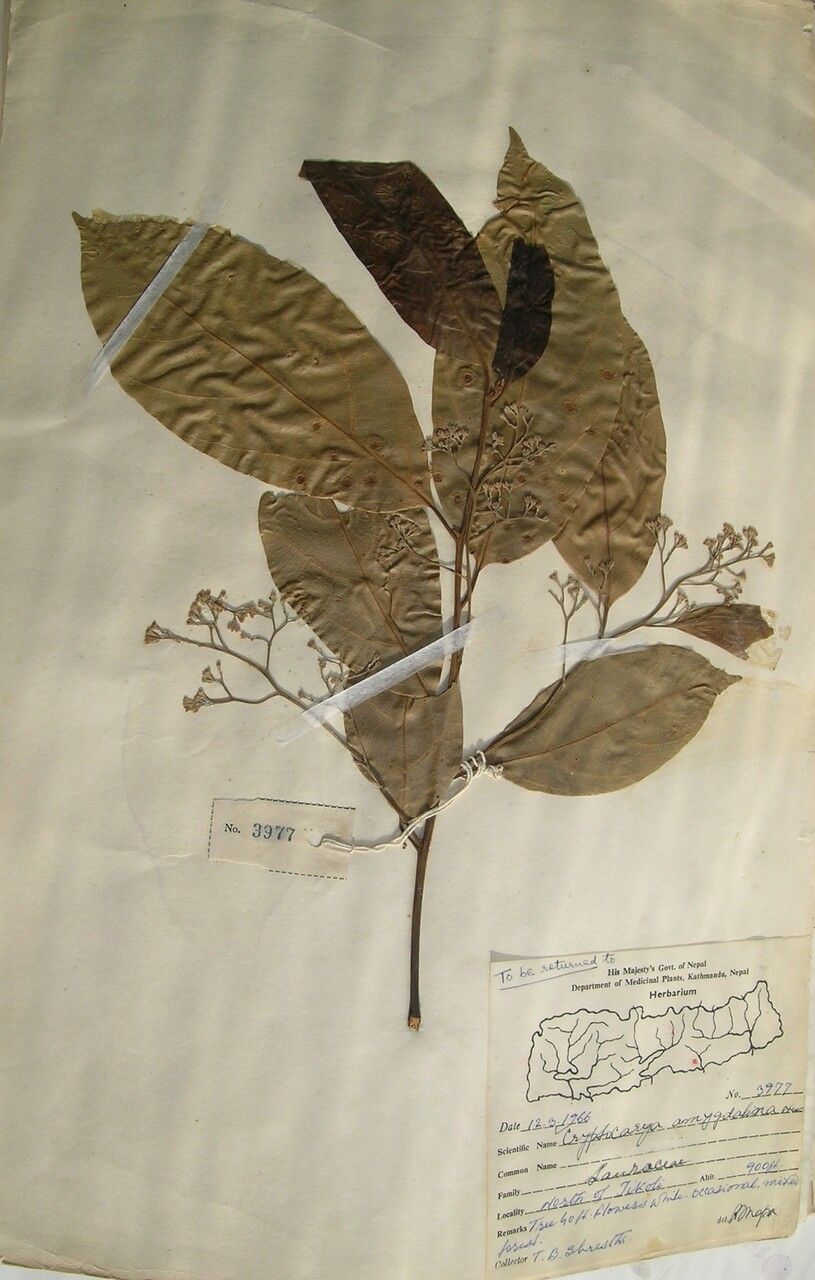 Cryptocarya amygdalina — houseplant care guide