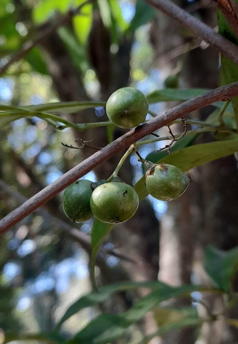 Cordia ecalyculata fruit