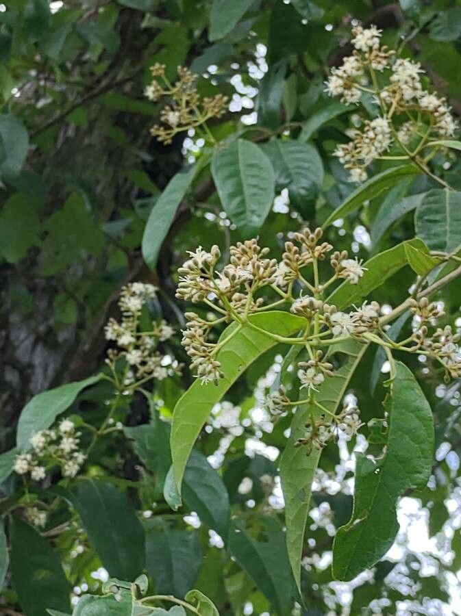 Rauvolfia vomitoria flower