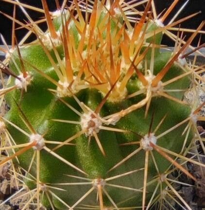 Echinocereus santaritensis — search result for 'Echinocereus'