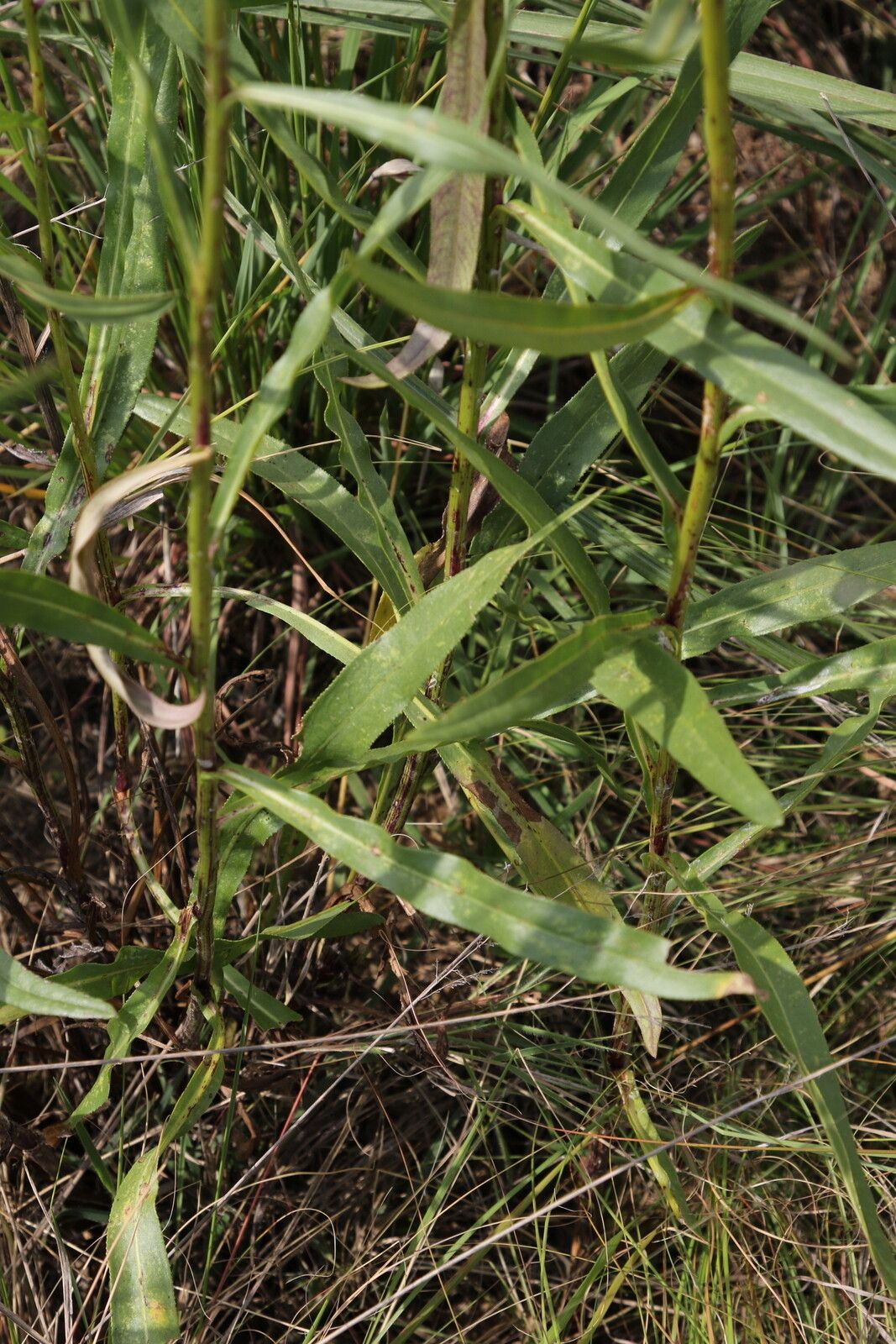 Senecio inornatus — houseplant care guide