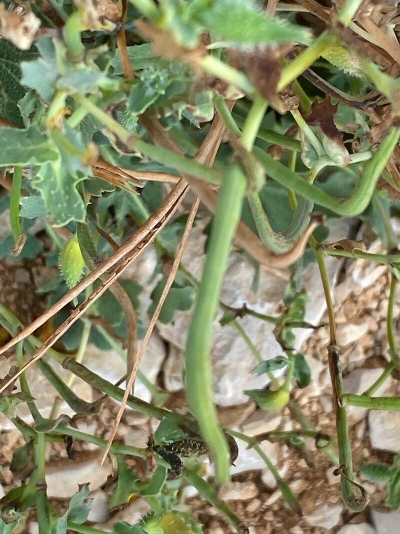 Glaucium leiocarpum fruit