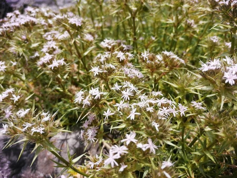 Navarretia leucocephala flower