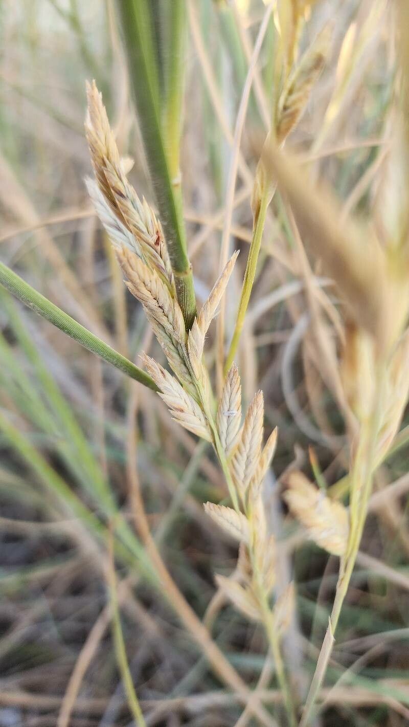 Thinopyrum gentryi fruit