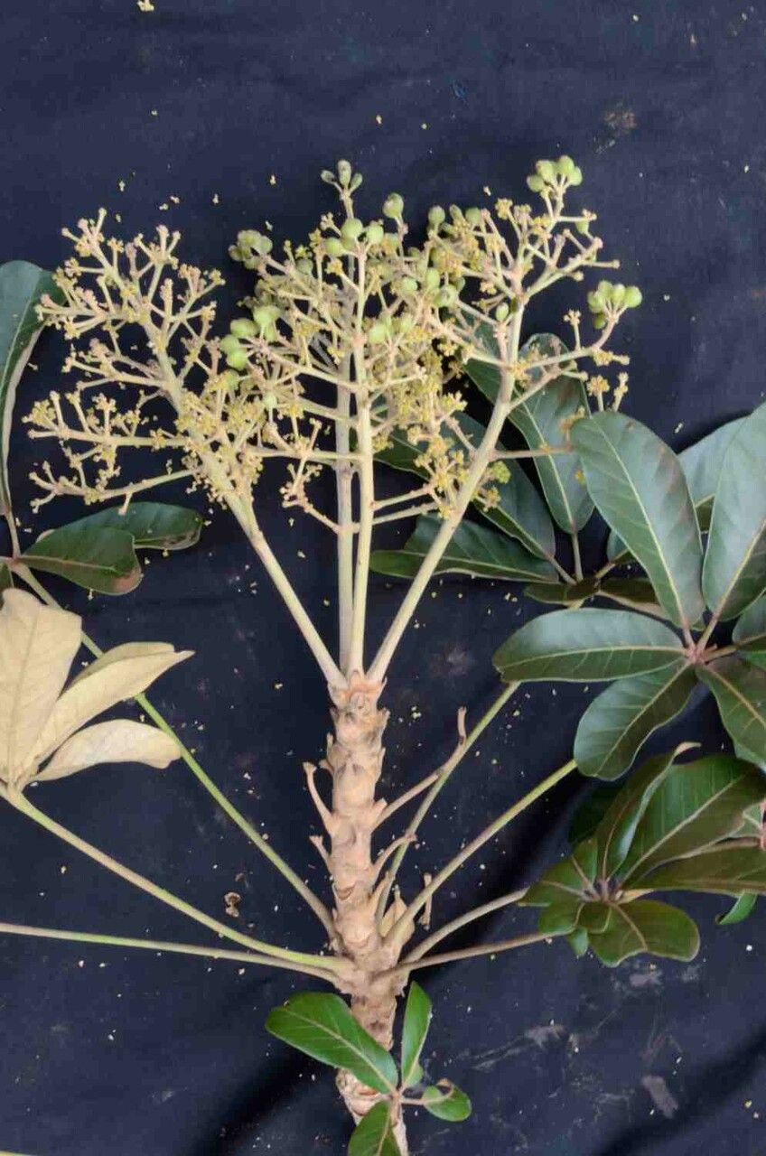 Didymopanax macrocarpus fruit