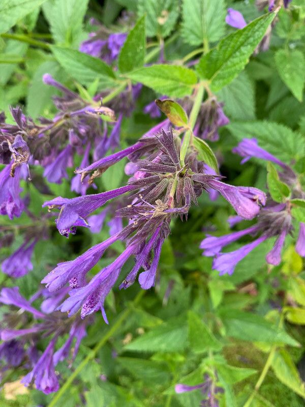 Nepeta subsessilis flower