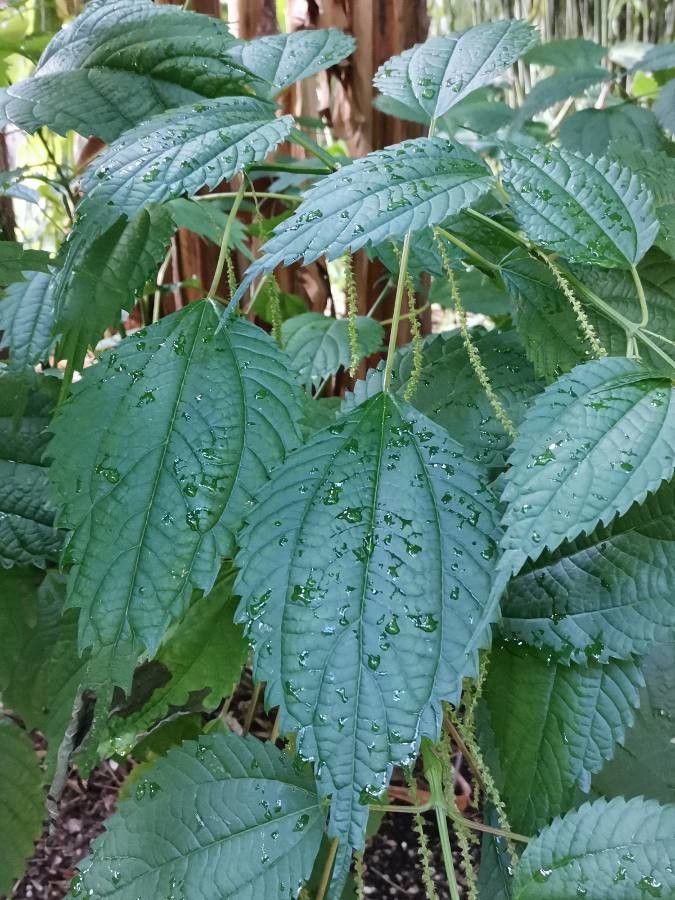 Boehmeria sieboldiana — search result for 'Boehmeria'