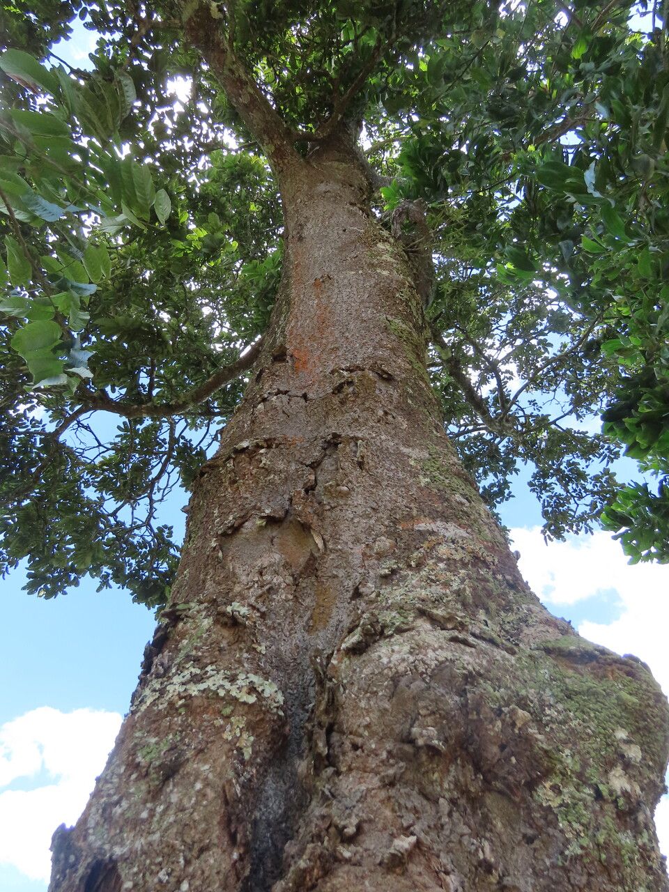 Ormosia subsimplex habit