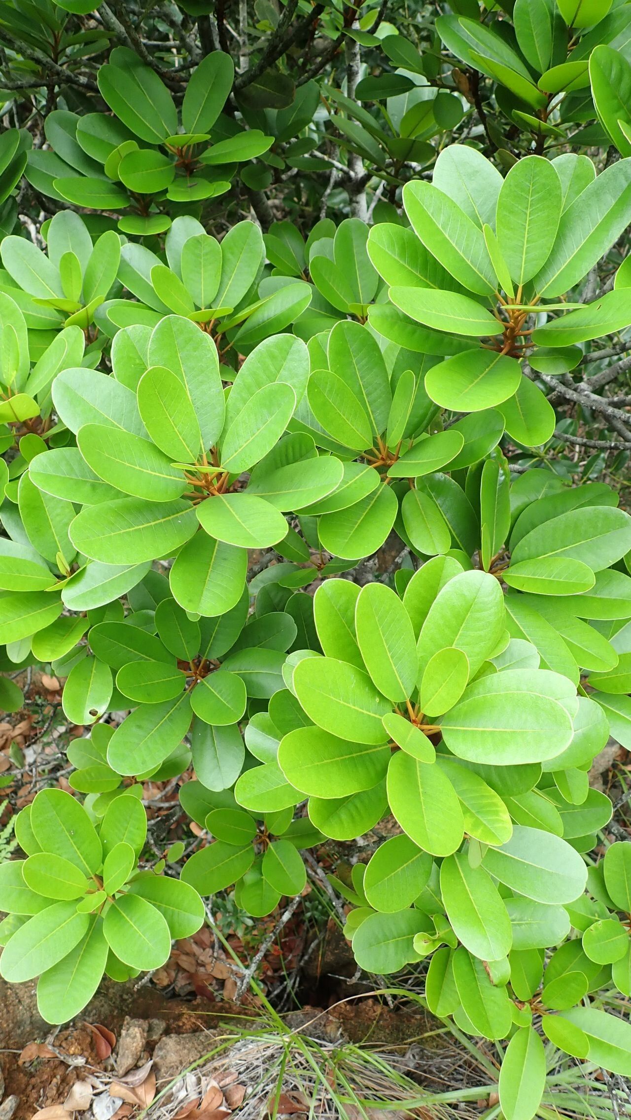 Pichonia balansae — related species from the same genus