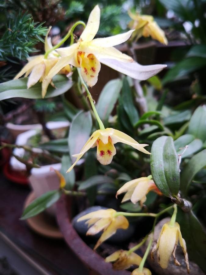 Dendrobium closterium flower