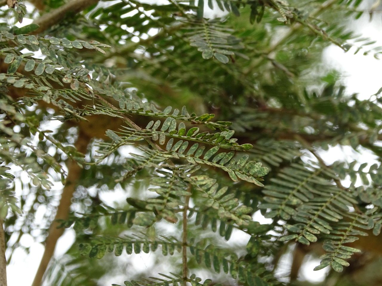 Acacia xanthophloea — search result for 'Acacia'