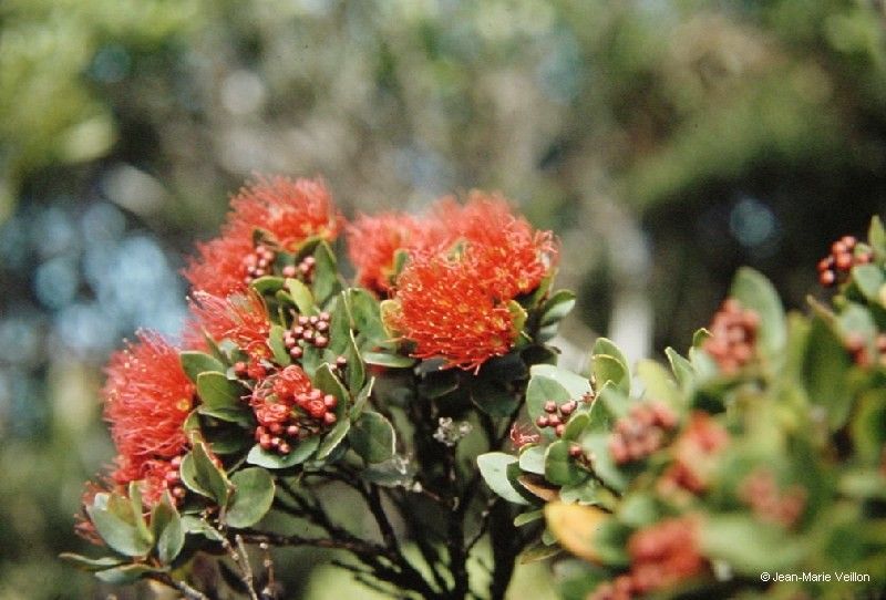 Metrosideros porphyrea — search result for 'Metrosideros'