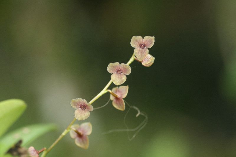 Stelis argentata flower