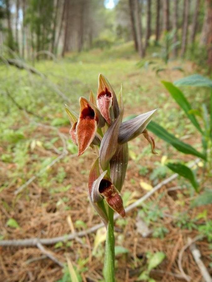 Serapias nurrica — related species from the same genus