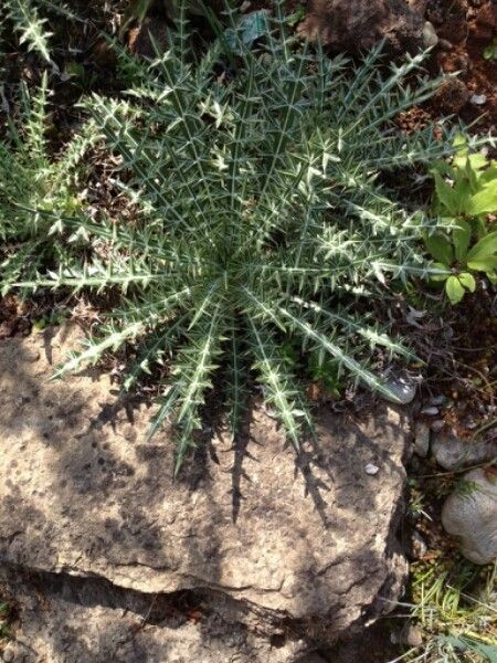 Carduus cephalanthus — search result for 'Cephalanthus'