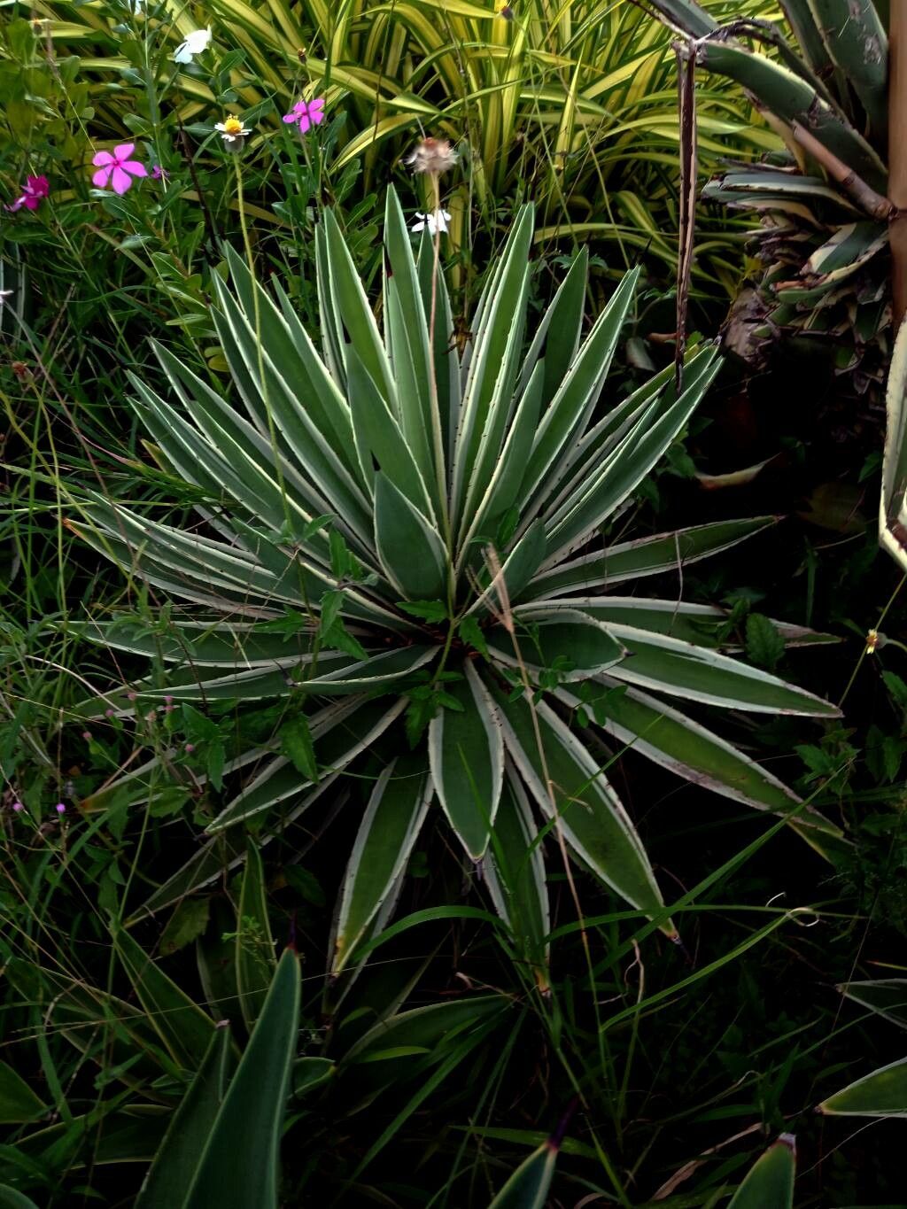 Agave vivipara — search result for 'Agave'