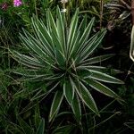 Agave vivipara