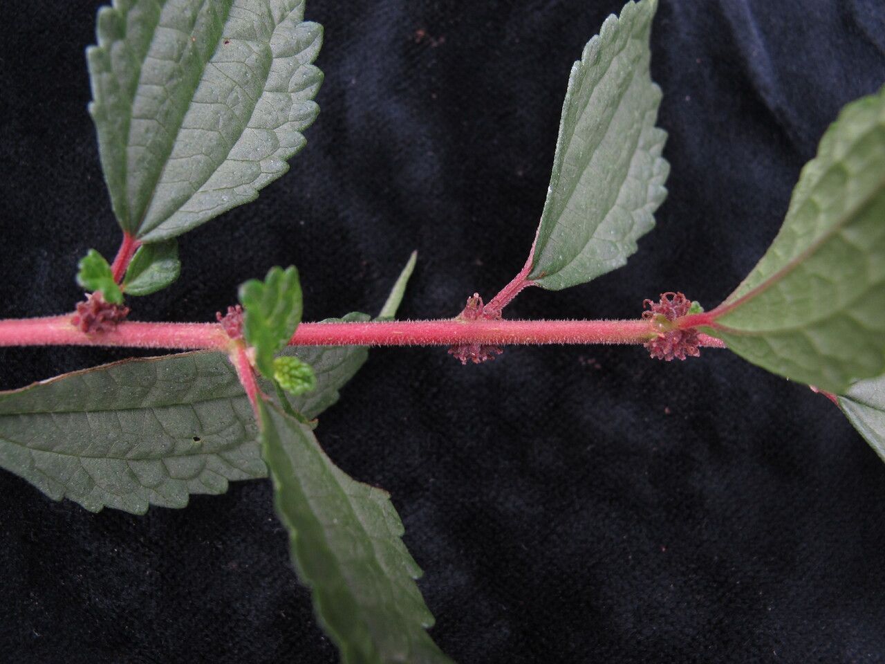 Boehmeria clidemioides