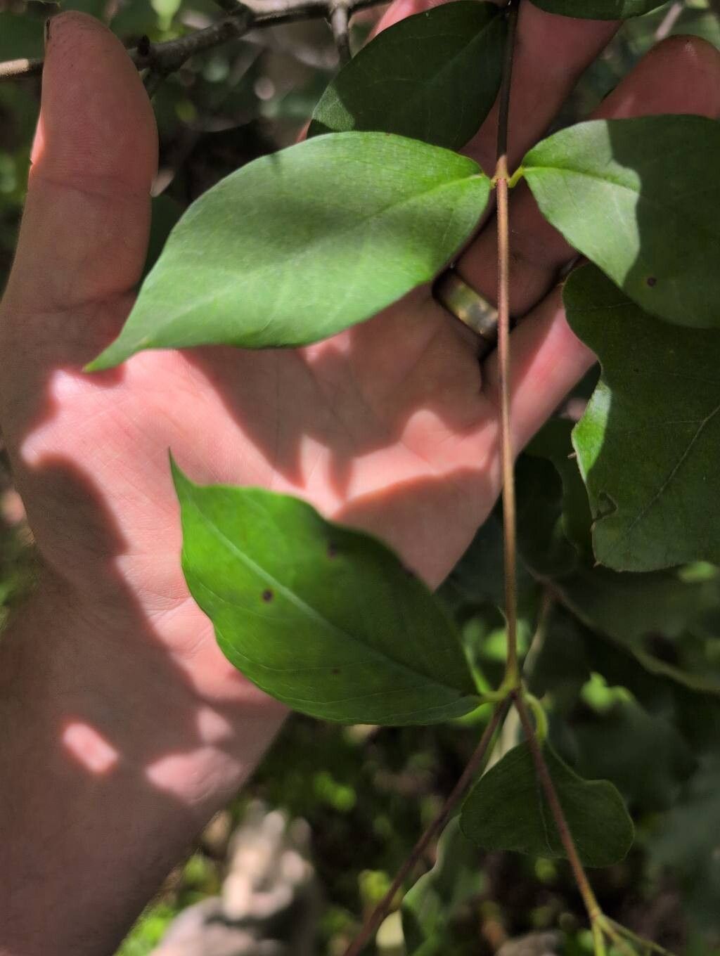 Thyrsanthella difformis leaf