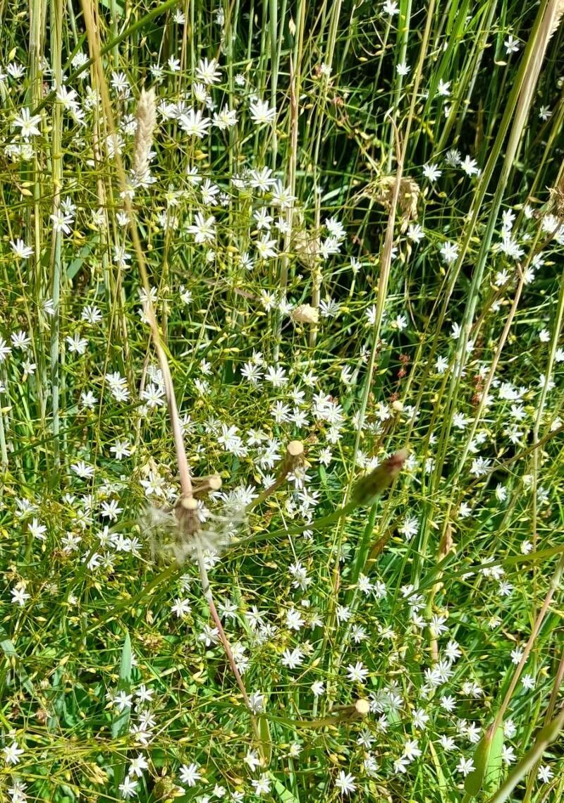 Stellaria arvalis habit