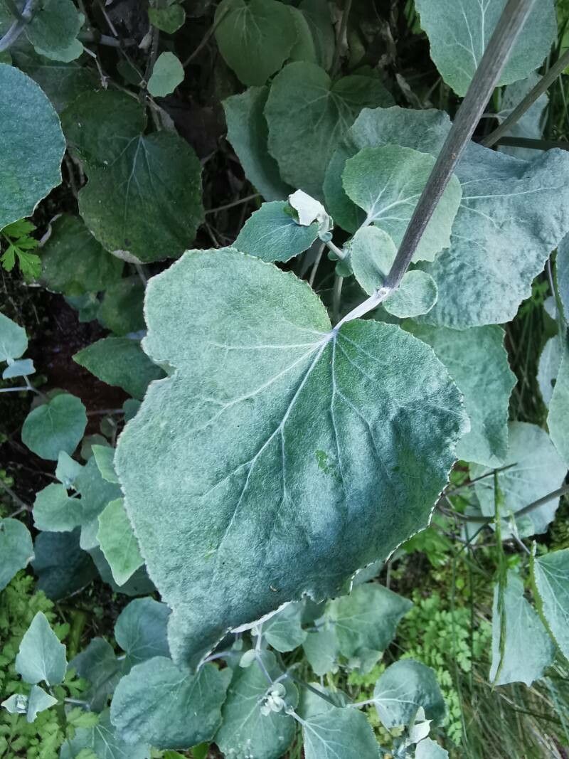 Pericallis aurita leaf