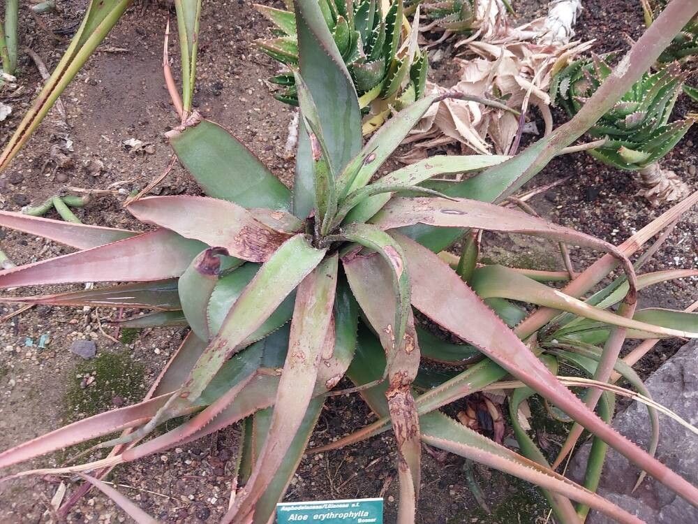 Aloe erythrophylla — houseplant care guide