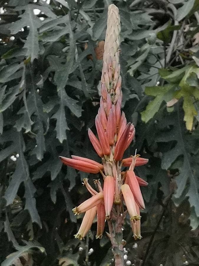 Aloe pretoriensis flower