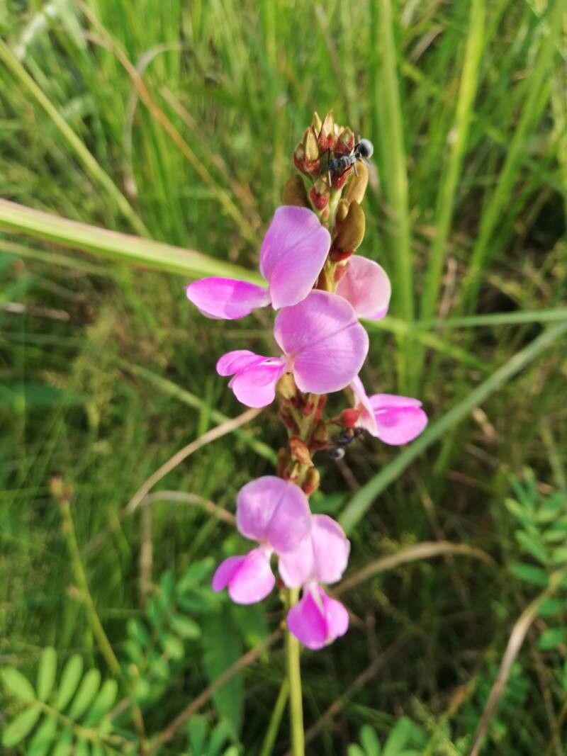 Tephrosia flexuosa flower