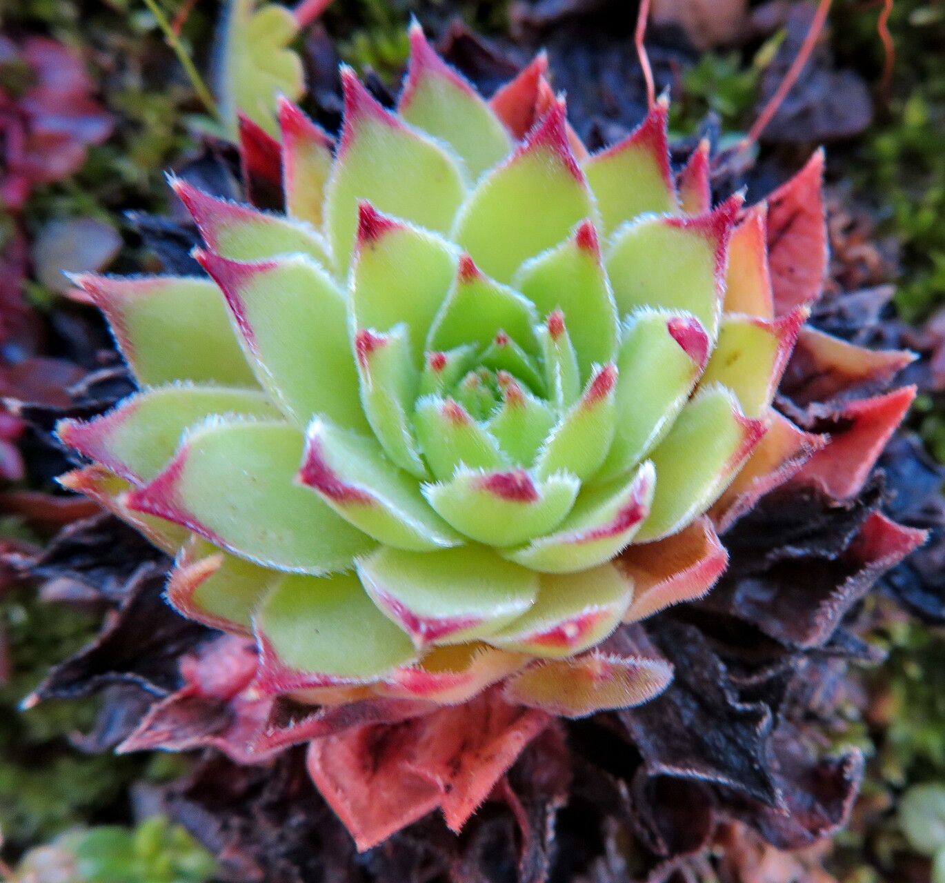 Sempervivum brevipilum habit