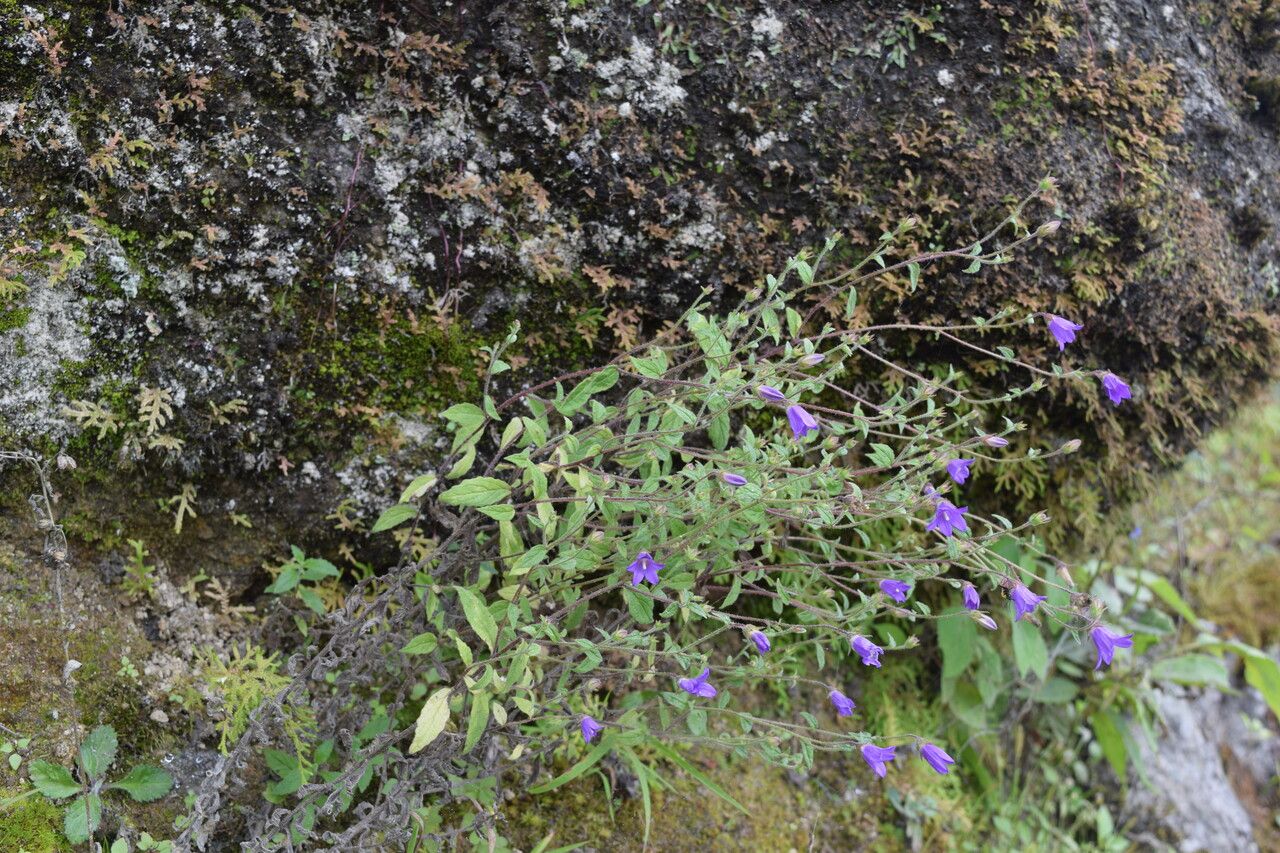 Campanula pallida habit