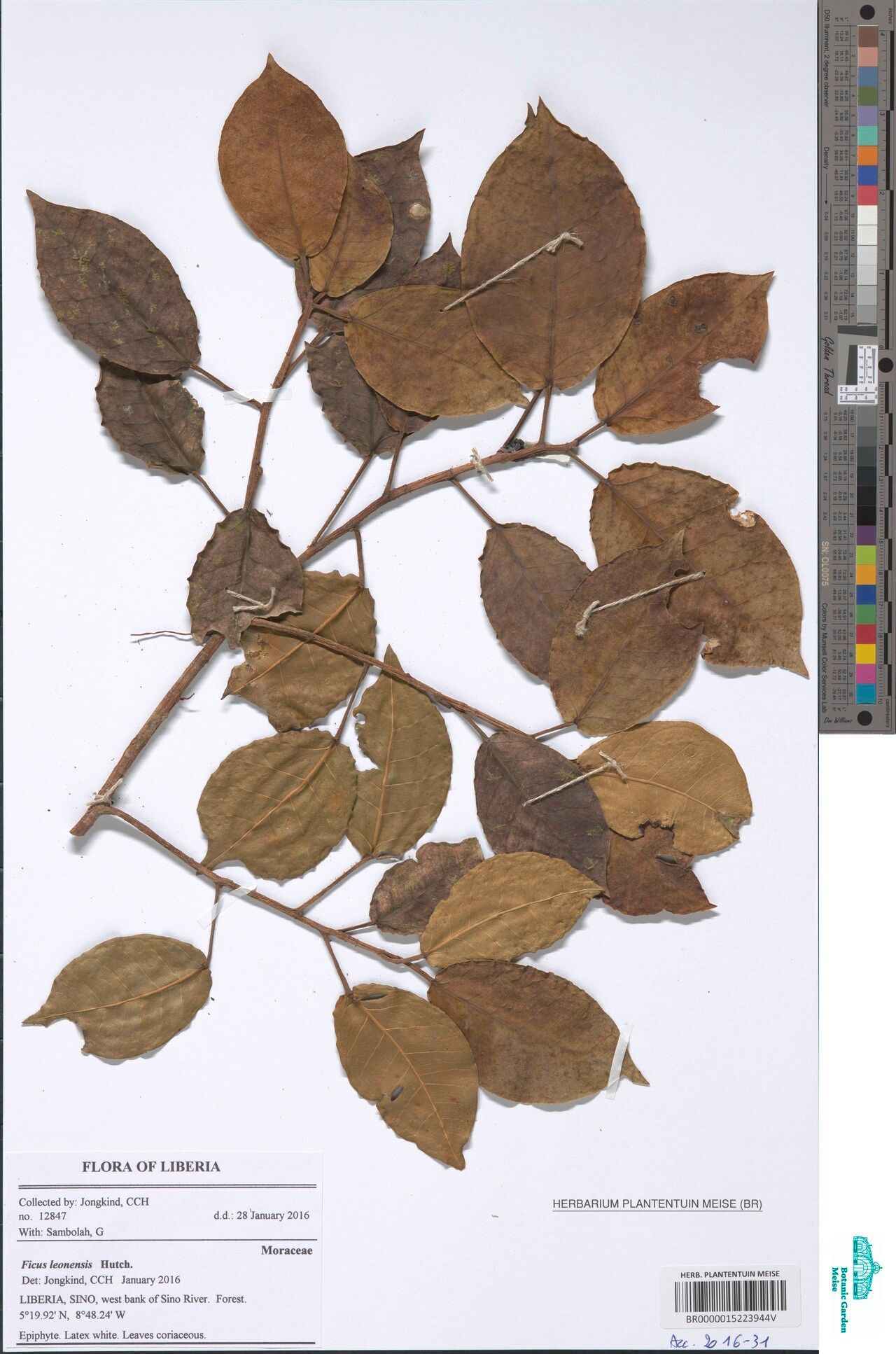 Ficus leonensis — houseplant care guide