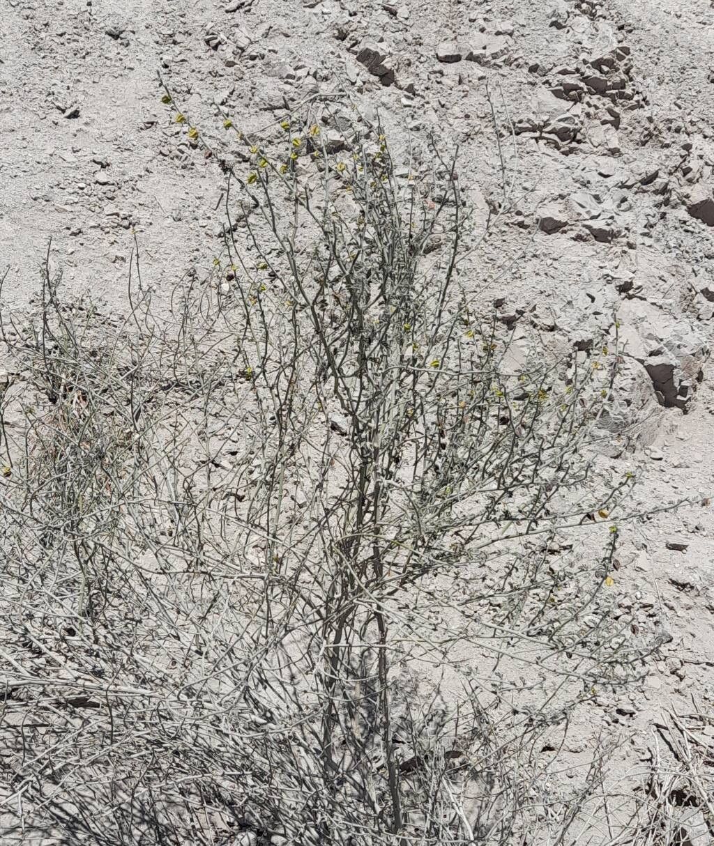 Bulnesia chilensis habit