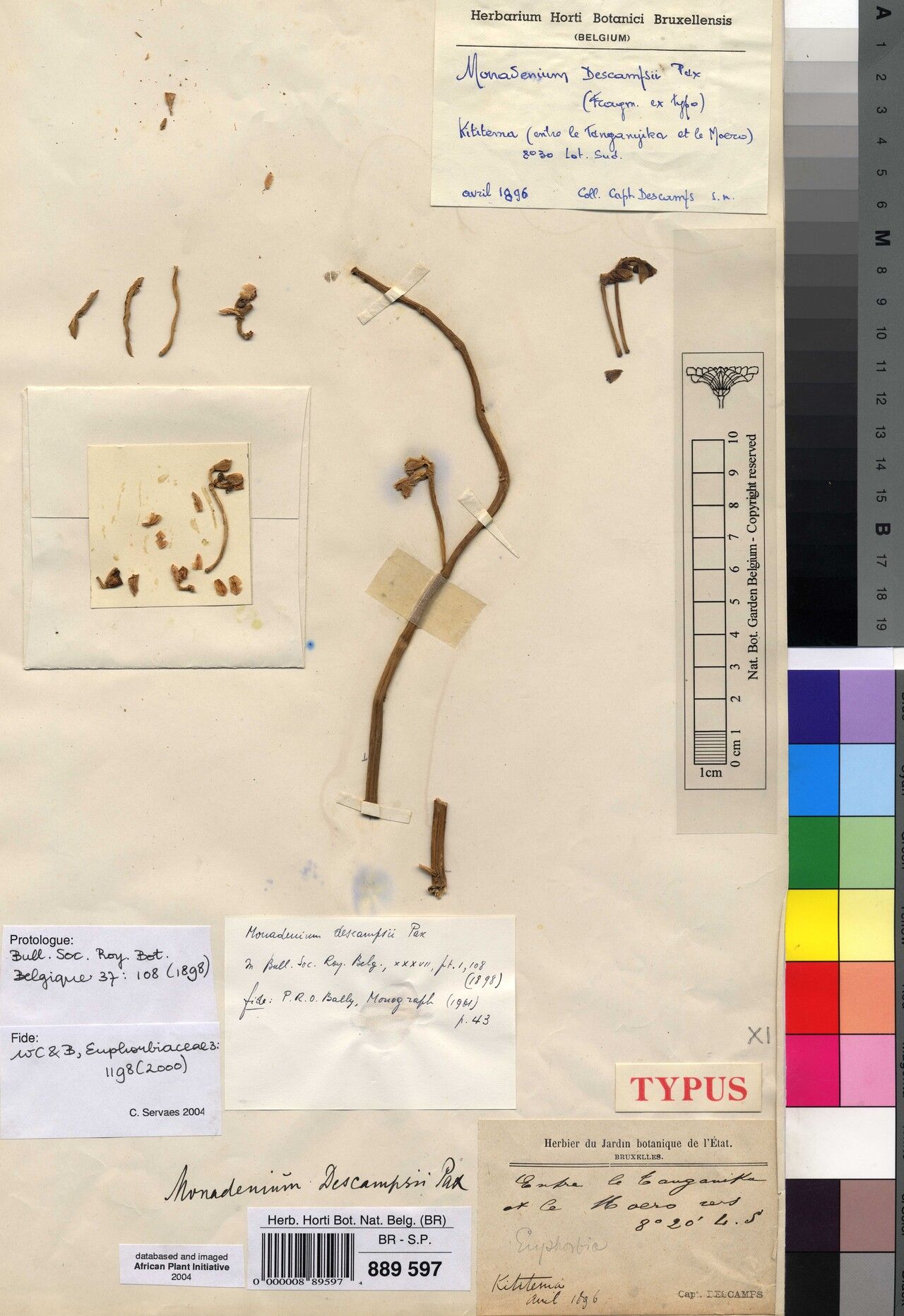 Euphorbia descampsii — houseplant care guide