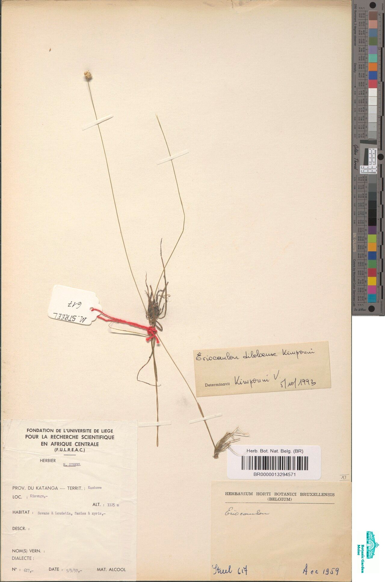 Eriocaulon diloloense — houseplant care guide