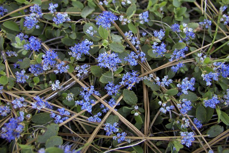 Ceanothus diversifolius