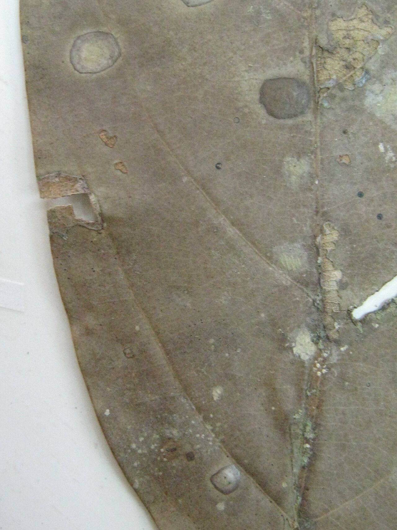 Nectandra hihua — search result for 'Nectandra'