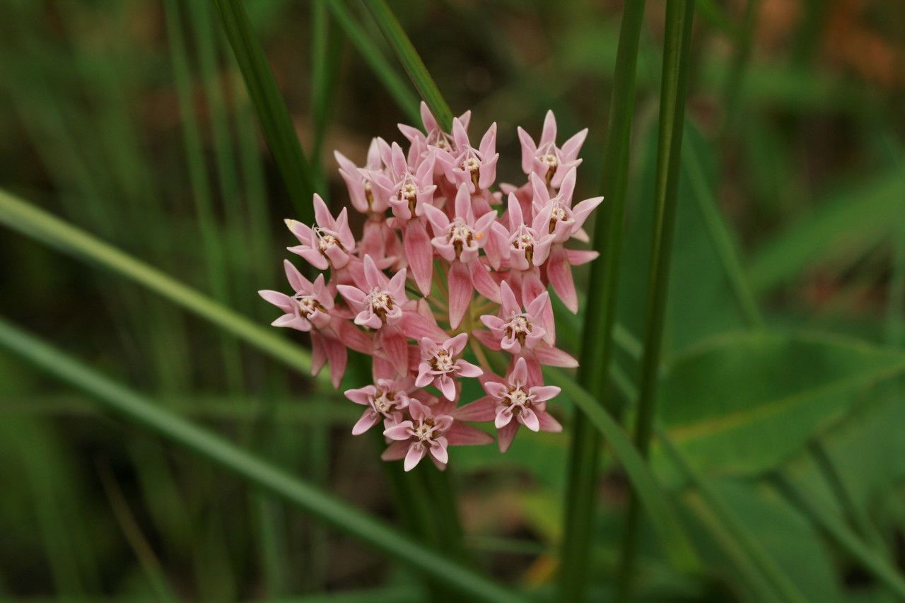 Asclepias rubra — search result for 'Asclepias'