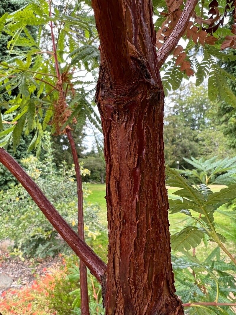 Lyonothamnus floribundus bark