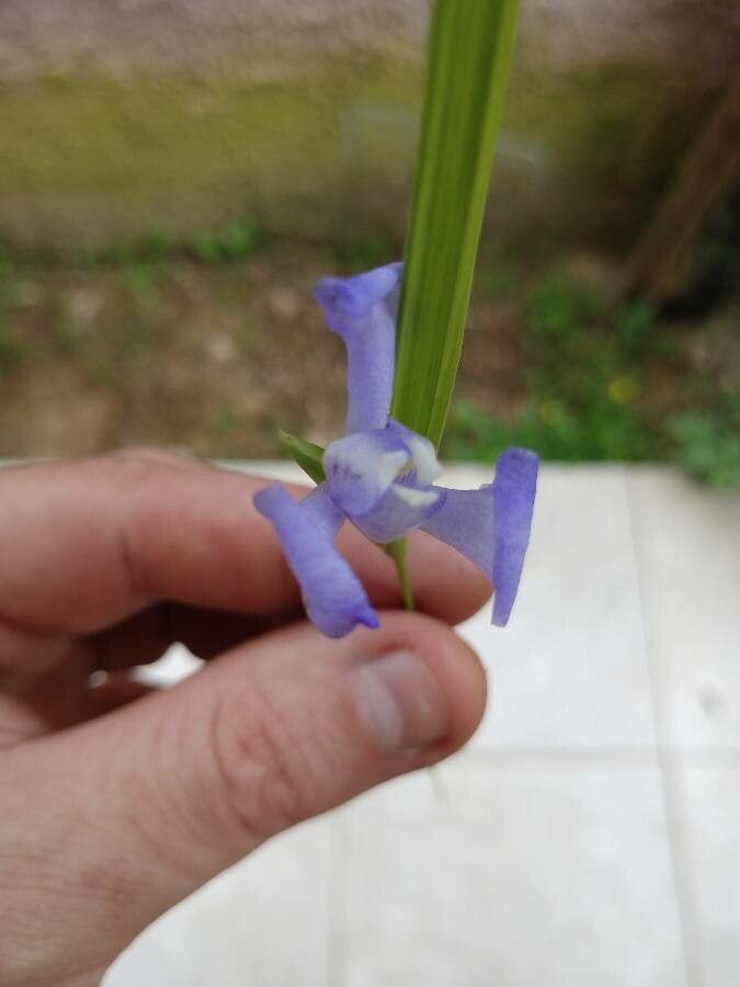 Cipura paludosa flower