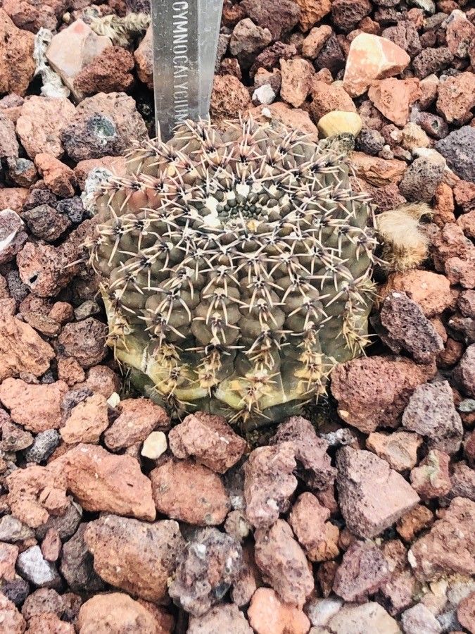 Gymnocalycium platense — search result for 'Gymnocalycium'