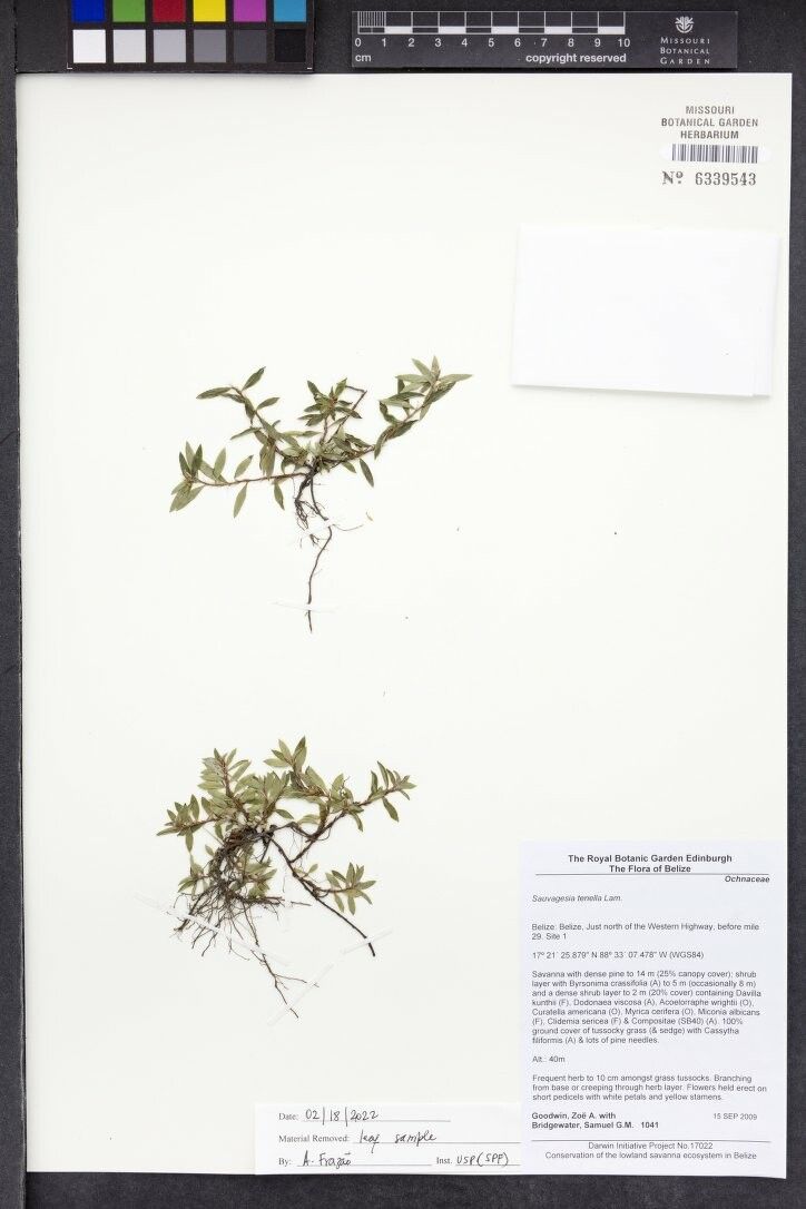 Sauvagesia tenella other