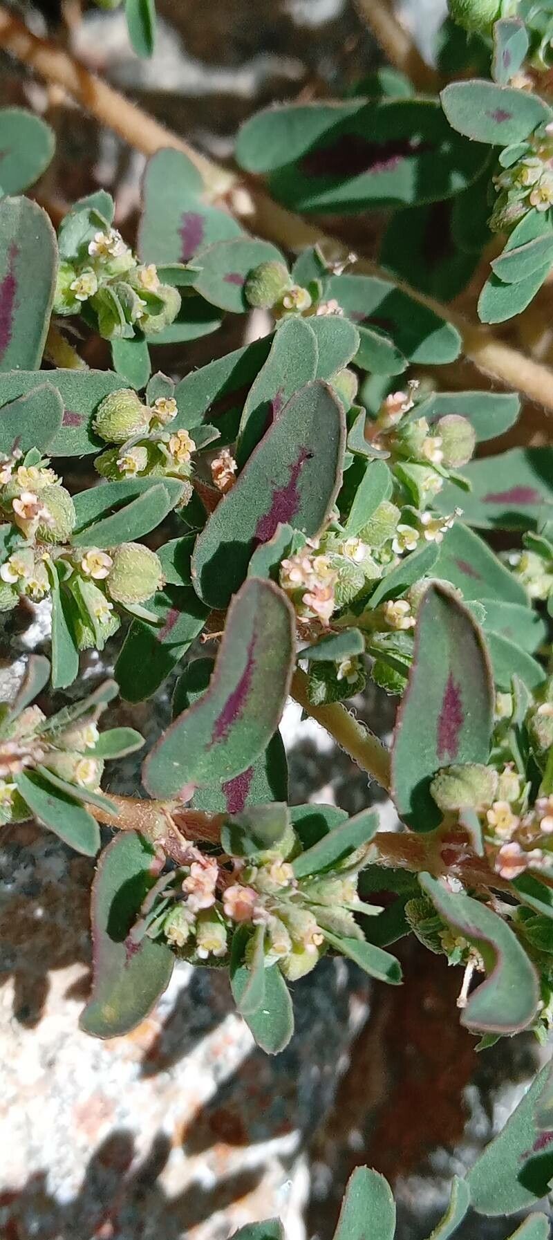 Euphorbia maculata fruit