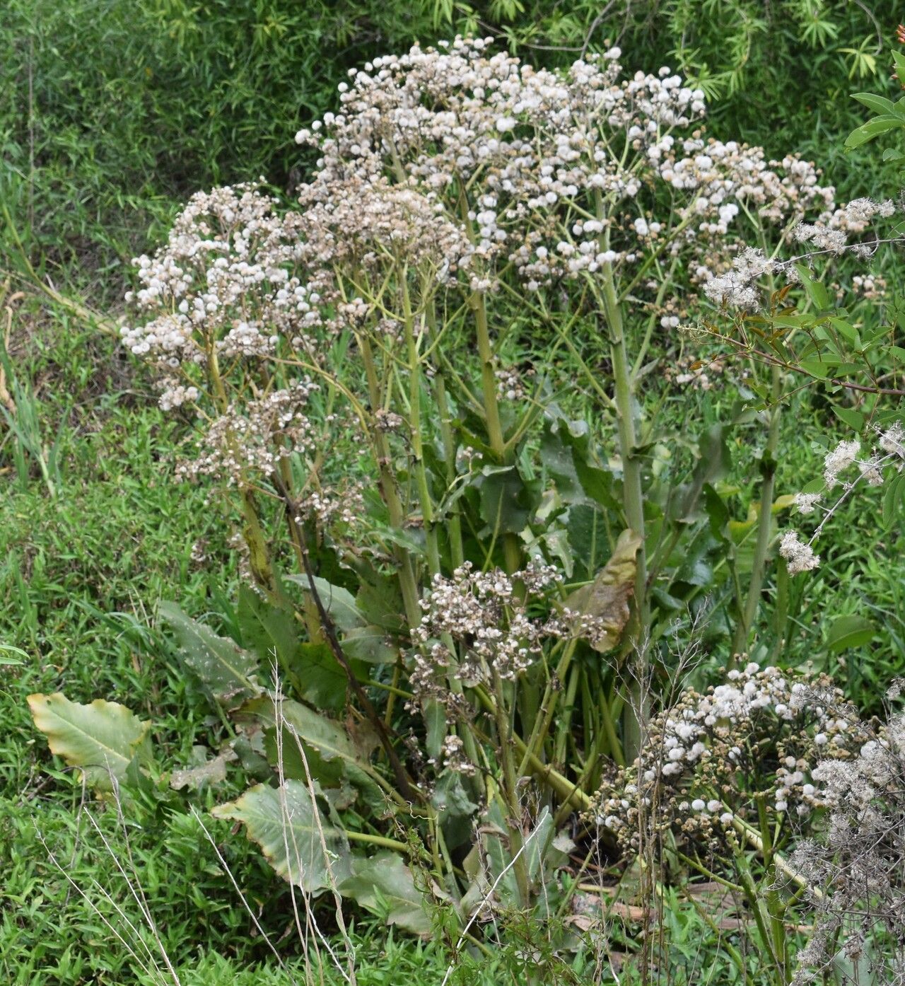 Senecio bonariensis fruit