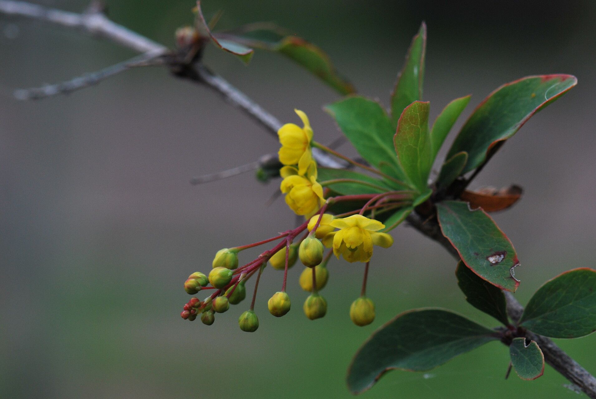 Berberis maderensis flower