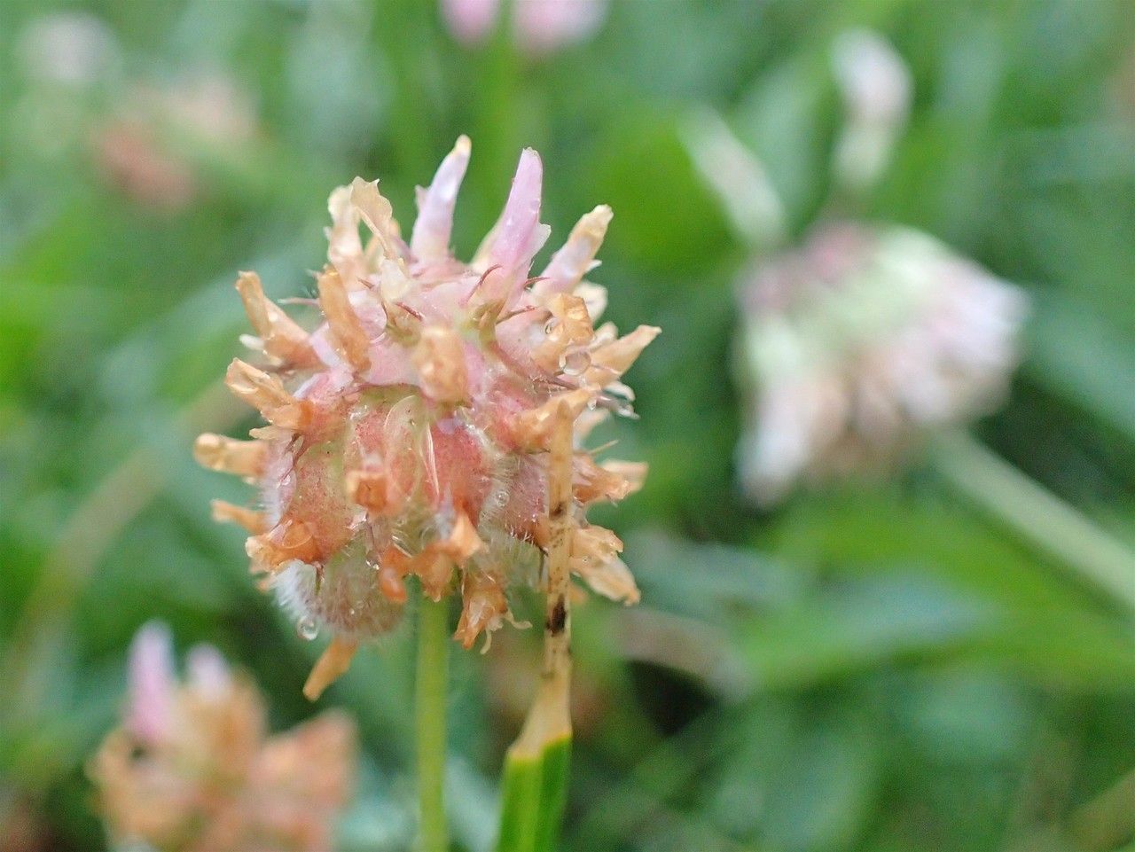 Trifolium fragiferum fruit