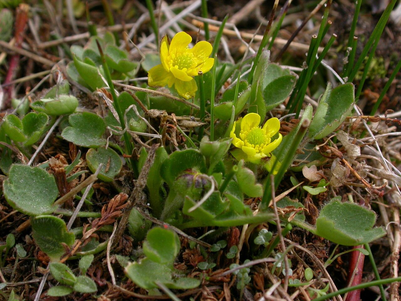 Ranunculus popovii — houseplant care guide