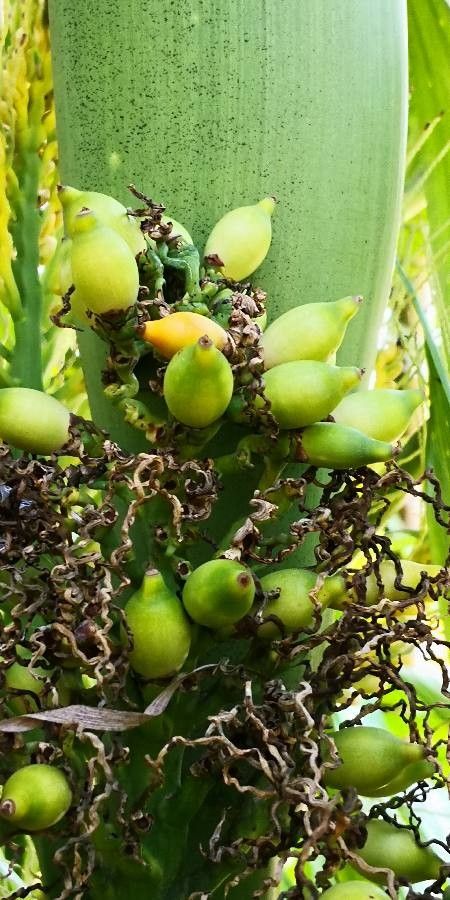 Areca triandra fruit